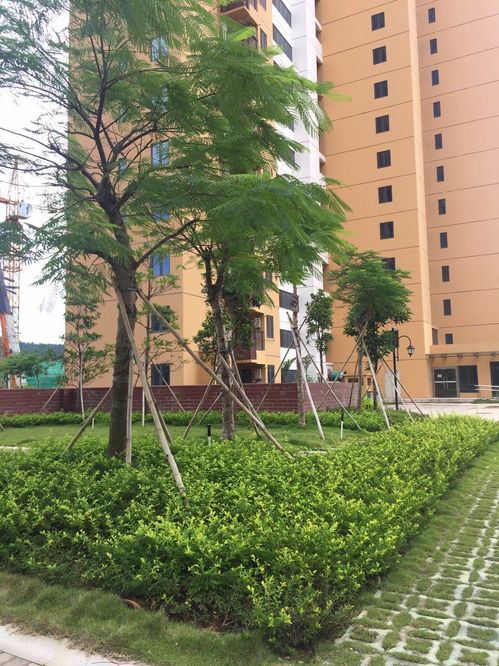 園林綠化工程施工的詳細(xì)流程