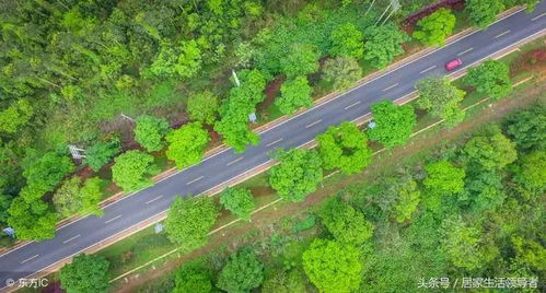 市政道路綠化工程施工具體方案和措施