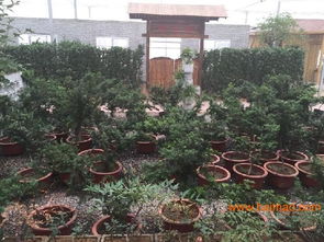 淄博園林綠化 淄博園林景觀施工 淄博園林設(shè)計(jì), 淄博園林綠化 淄博園林景觀施工 淄博園林設(shè)計(jì)生產(chǎn)廠家, 淄博園林綠化 淄博園林景觀施工