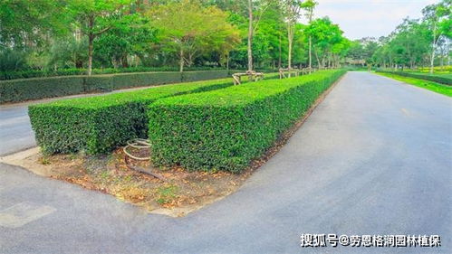 園林綠化與體育場地設(shè)施一體化施工與養(yǎng)護(hù)方案